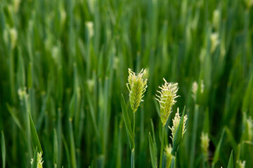 Fototapeta na wymiar a field of barley in April