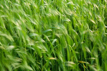 When the wind blows in the barley field