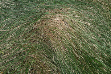 grass in the field