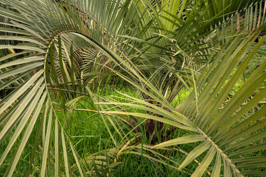 Feathery leaves of Butia odorata (jelly palm or pindo palm) in the Upper Park of the Sochi Arboretum, Sochi, Krasnodar Territory, Russia