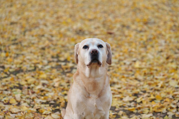 ラブラドールレトリバー 紅葉 labrador 大型犬 dogs