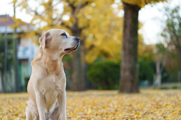 ラブラドールレトリバー 紅葉 labrador 大型犬 dogs