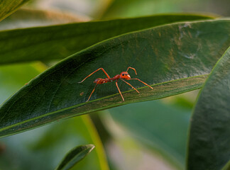 Close up of red ants on green leaves with sunrise