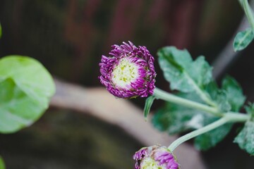 Very attractive purple chrysanthemum flower in the roof garden.