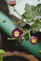 Very attractive purple chrysanthemum flower in the roof garden.