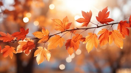 Naklejka na ściany i meble Autumn sunlight with red autumn leaves. Generative AI.