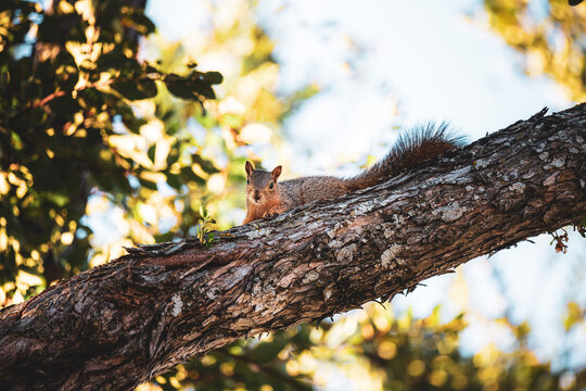 squirrel
