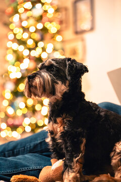 dog with a Christmas tree in the background