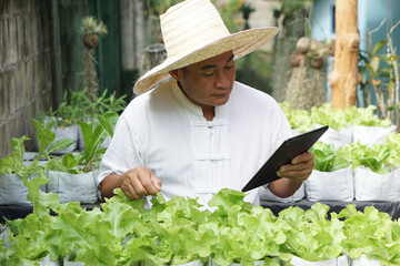 Asian man gardener is checking and inspecting quality, growth and plant diseases of organic salad...