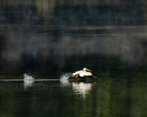 An American white pelican bird splashes and is reflected upon the surface of the Snake River on takeoff at Oxbow Bend in Grand Teton National Park of Wyoming, USA. - 690466582