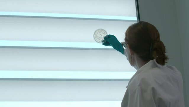 Female Scientist with blue gloves holding bacteria test sample on agar by the light