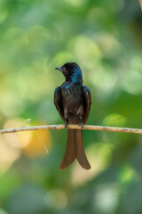 BRONZED DRONGO