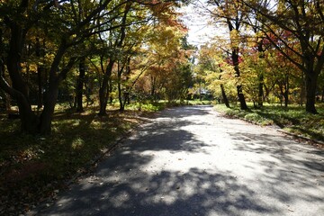 Fototapeta premium 秋の散歩道