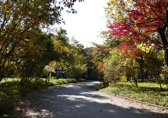 Naklejka premium 秋の散歩道