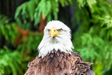 american bald eagle - Haliaeetus leucocephalus