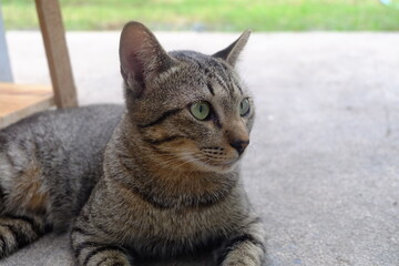 portrait of a tabby cat