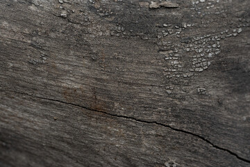 acercamiento de la textura de la veta de madera de un tronco