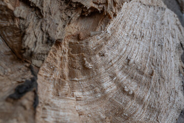 Textura de madera cortada irregularmente