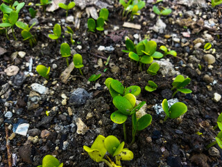 Chinese petai seeds that grow naturally