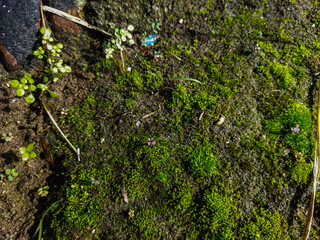 moss that lives on bricks that are no longer used