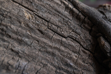 grieta de madera en tronco