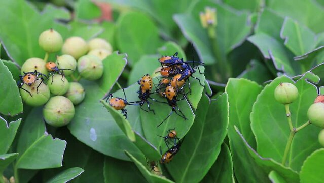 Stink bug on wild plants, North China