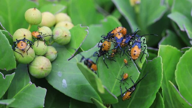 Stink bug on wild plants, North China