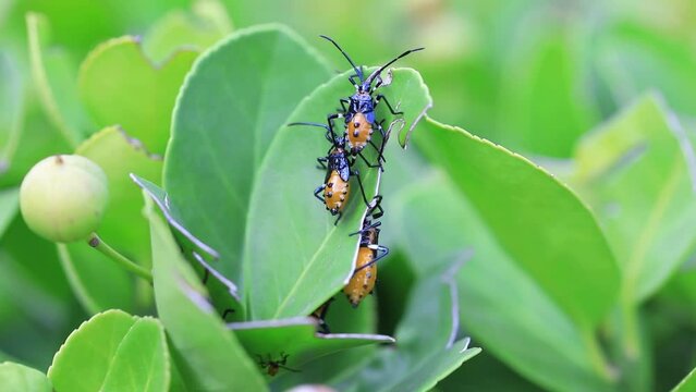 Stink bug on wild plants, North China