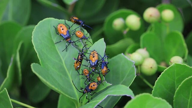 Stink bug on wild plants, North China