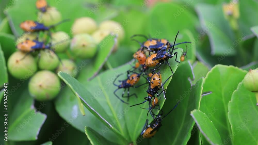 Poster stink bug on wild plants, north china