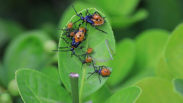 Stink bug on wild plants, North China