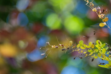 秋の植物と七色の背景ボケ