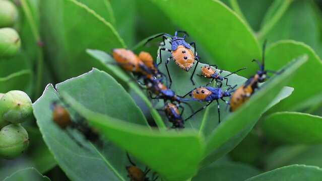 Stink bug on wild plants, North China