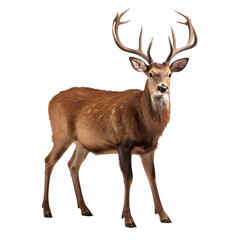a stag with a transparent background - PNG file - created using AI