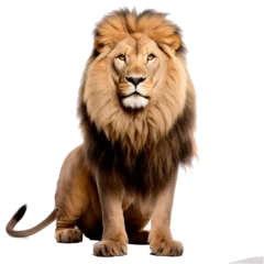 Gordijnen a male lion on a transparent background - PNG file - created using AI © Syukra