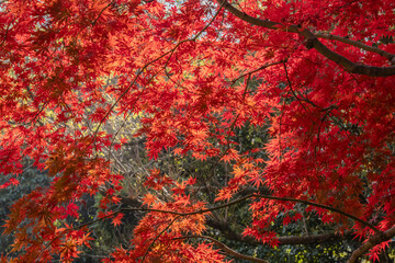 秋・木漏れ日に当たり赤く染まった森の木々の葉の紅葉の風景背景　壁紙・日本・季節・四季・オレンジ・赤・楓・アウトドア