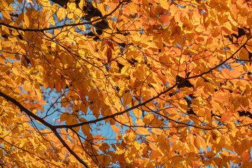 秋・木漏れ日に当たり赤く染まった森の木々の葉の紅葉の風景背景　壁紙・日本・季節・四季・オレンジ・赤・楓・アウトドア