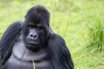 The endangered mountain gorillas (Gorilla beringei beringei) of Rwanda.