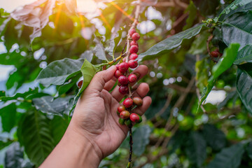 Coffee farm harvest coffee bean ripe berries plant fresh seed or bean  coffee tree growth in green...