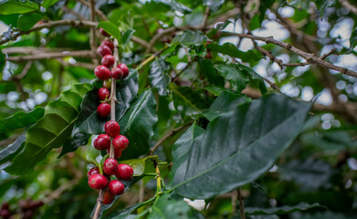 Coffee farm harvest coffee bean ripe berries plant fresh seed or bean  coffee tree growth in green organic farm. Close up hands harvest ripe coffee seed robusta and arabica berry harvesting business.