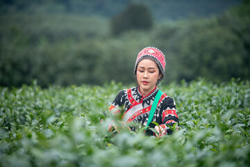 Tea garden farmers or worker wearing traditional dresser work carry barket picking green tea leaves...