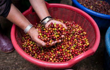 Coffee farmer or  worker holding coffee beans on hands checks the quality of bean before take to roasted in machine is coffee process  business concept.