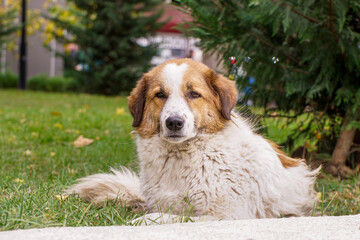 Street dog with yellow spots sits on the grass lawn
