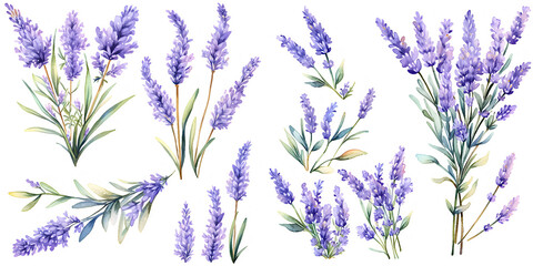 Lavender watercolor illustration clipart. Generative AI