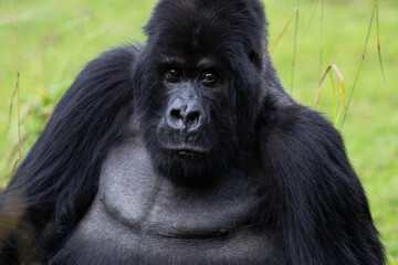 The endangered mountain gorillas (Gorilla beringei beringei) of Rwanda.