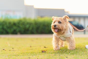 ノーフォークテリアのお散歩