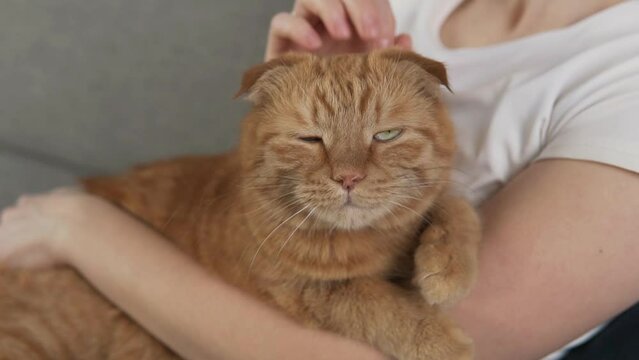 Woman petting cat on couch in living room. Female owner stroking ginger kitten close-up. Furry pet relaxing and purring. Little best friends. Happy domestic animal at home.