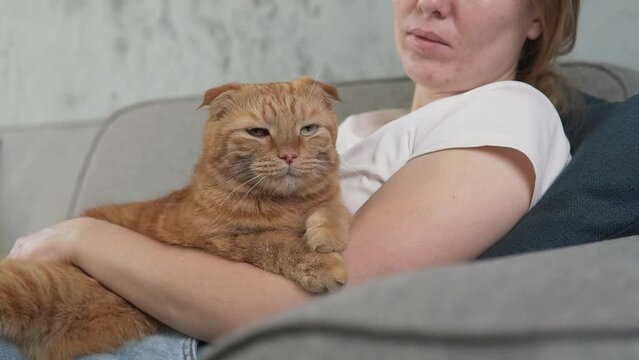 Woman petting cat on couch panorama. Female owner stroking ginger kitten close-up. Furry pet relaxing and purring. Little best friends. Happy domestic animal at home.