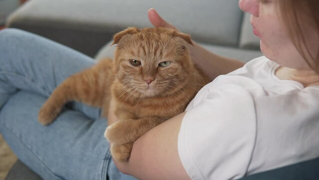 Woman petting cat on lap. Female owner stroking ginger kitten overhead shot. Furry pet relaxing and purring. Little best friends. Happy domestic animal at home.