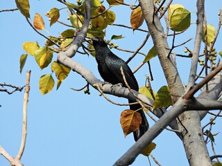 Asian koel, Eating ripe banyan fruit in the morning